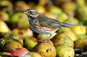 Drucke von Rotkehlchen isst Windfällen Äpfel im Winter in Dorset, UK Bilder Datiert 2011 April: Redwing