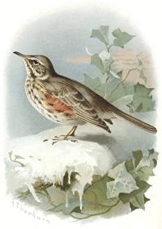Thrush Species Europe Drucke: Redwing, historical artwork