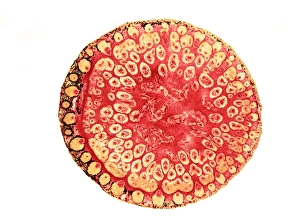 Plant Vascular System Drucke: Reed canary grass stem, light micrograph