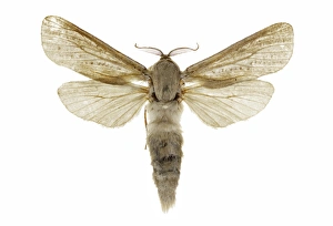 Central European Moths Drucke: Reed leopard moth C016 / 2232