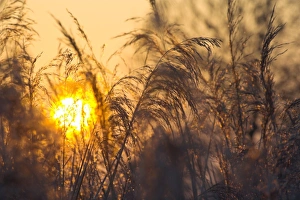 Phragmites Australis Drucke: Reeds at dawn