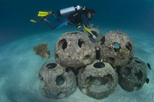 Maldives Underwater Scene Drucke: Reef balls to form an artificial reef