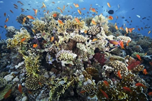 Tropical Ocean Landscape Drucke: Reef scene