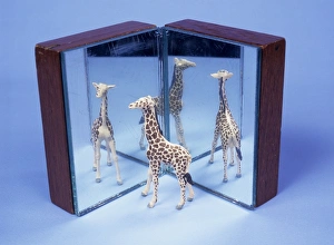 Drucke von Reflexionen. Das Modellgiraff enthält sich zweimal im Spiegelbild und gibt drei Bilder ab Bilder Datiert 2005 Juni: Reflections