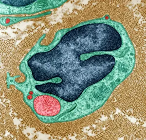 Transmission Electron Micrograph TEM Drucke: Regenerating nerve cell, TEM