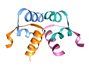 Drucke von Relaxin-Hormonmolekül. Computermodell zeigt die Sekundenstruktur eines Moleküls des Hormons Relaxin. Die Alpha- Helices (Riben) der Sekundensstruktur können gesehen werden Bilder Datiert 2009 Oktober: Entspannungshormonmolekül