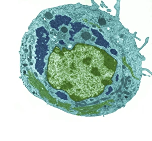 Virenpartikel des Reoviruses im Zellinneren unter Elektronenergonahmen