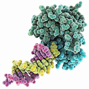 Deoxyribonucleic Acid Models Drucke: Resolvase complexed with DNA