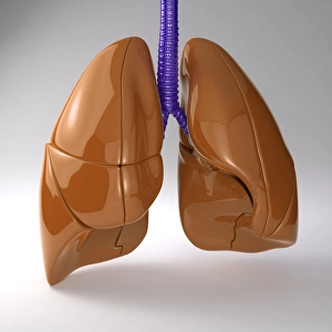 Human Lung Anatomy Drucke: Respiratory system, artwork
