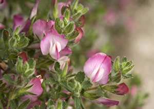 Summer Blooms UK Drucke: Rest-harrow (Ononis repens)