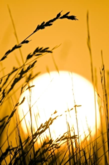 African Grasslands Drucke: Restio plants at sunset