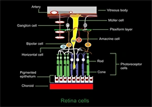 Drucke von Die Netzhautstruktur, Kunstwerk. Licht fällt auf die Netzhaut und verläuft von oben nach unten Bilder Datiert 2011 Oktober: Retinastruktur