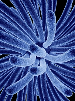 Virology Images Drucke: Retrovirus, computer artwork