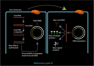 Computer Artwork Of Viruses Drucke: Retrovirus genome replication, artwork