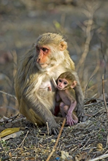 Asian Primate Species Drucke: Rhesus monkeys