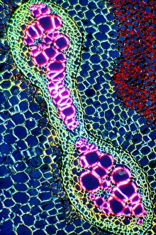 Plant Vascular System Drucke: Rhizome, light micrograph