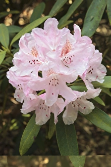 Garden Plants Drucke: Rhododendron Bashful