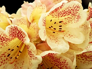 Nature Close Up Photos Drucke: Rhododendron Firelight