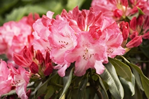 Exotic Plant Photography Drucke: Rhododendron Lems Monarch