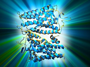 Bilder Datiert 13. Mai 2003: Rhoposin-Proteinmolekül