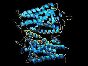 Rhopospins-Proteinmolekül