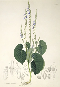 Botanisch Drucke: Rhynchoglossum obliquum, Kunstwerk C016/5646