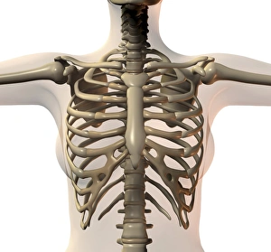 Human Skeleton Anatomy Drucke: Ribcage