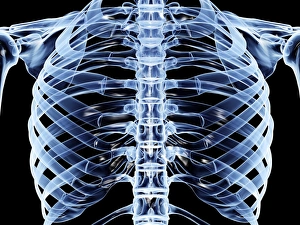 Rib Cage Structure Drucke: Ribcage, computer artwork