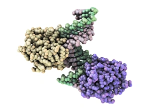DNA Drucke: Ribonukleas mit RNA/DNA Hybride