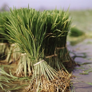 Rice Cultivation Process Drucke: Rice crop