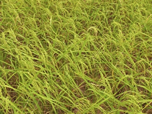 Thailand Agriculture Drucke: Rice field