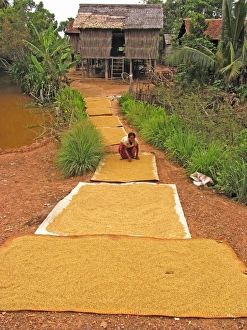 Asian Rice Cultivation Drucke: Rice grains drying