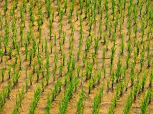 Rice Paddy Field Drucke: Rice plants