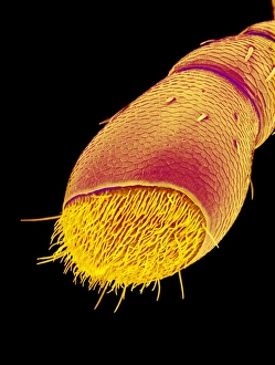 Insect Antennae Structure Drucke: Rice weevil antenna, SEM