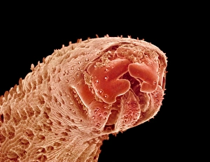 Scanning Electron Micrograph SEM Images Drucke: Rice weevil proboscis, SEM