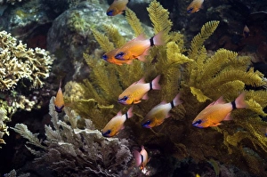 Coral Reef Fauna Drucke: Ring-tailed cardinalfish