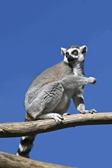 Madagascar Endemic Animals Drucke: Ring-tailed lemur