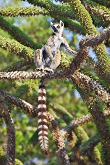 Madagascar Lemurs Drucke: Ring-tailed lemur in a spiny forest tree