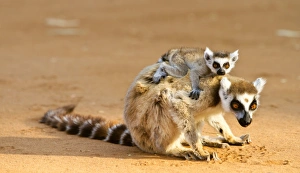 Lemur Catta Drucke: Ring-tailed lemurs