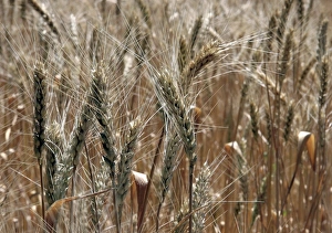 Wheat Grain Photography Drucke: Ripe ears of wheat