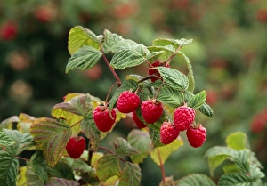 Bilder Datiert 24. Mai 2004: Reife Früchte hängen von einer Himbeerbusch
