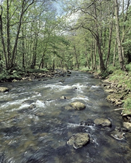British Woodland Scenes Drucke: River Esk in spring C013 / 9773