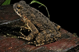 Gunung Mulu National Park Drucke: River toad