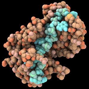 Drucke von RNA-bindendes Protein und mRNA-Komplex Bilder Datiert 2011 Februar: RNA-bindendes Protein und mRNA-Komplex