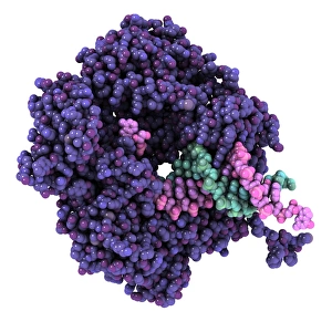 Drucke von RNA-Polymerase. Molekularmodell der alpha-Untereinheit von RNA-Polymerase (Lila). Eine Molekül eines DNS-Moleküls (Deoxyribonukleinsäure, rosa und grün) Bilder Datiert 2011 Mai: RNA-Polymerasen-Alpha-Untergruppe