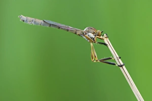 Insect Photography Poland Drucke: Robber fly