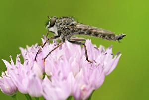 Flower Visiting Insects Drucke: Robber fly on a flower