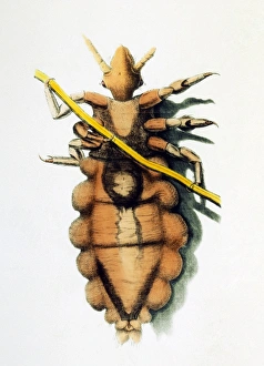 Compound Microscope History Drucke: Robert Hookes drawing of a human louse