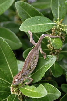 Bilder vom 7. April 2008: Roterbein-Chameleont