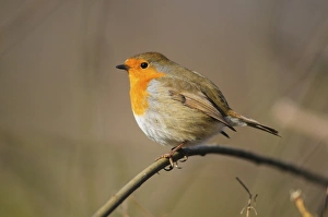 Robin Bird Drucke: Robin perched on a plant stem